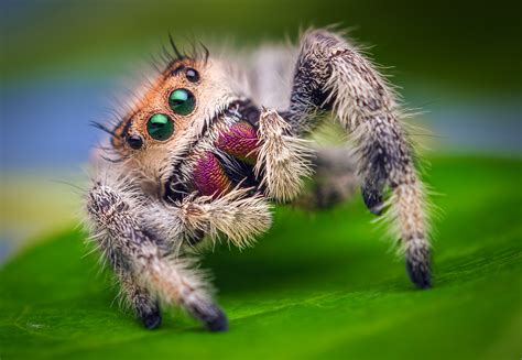 Female Spider